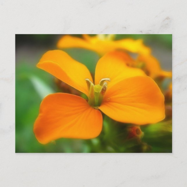 Siberian Wallflower - Cheiranthus allionii Postcard (Front)