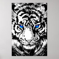 Siberian White Tiger Head - Tiger Poster Blue Eyes