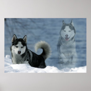 Sibirian Husky Poster