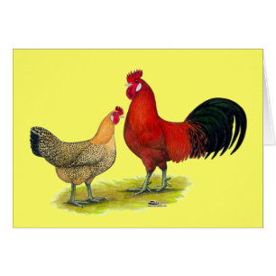 Sicilian Buttercup Chickens