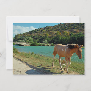 Sicily horse greeting card