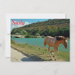 Sicily horse greeting card