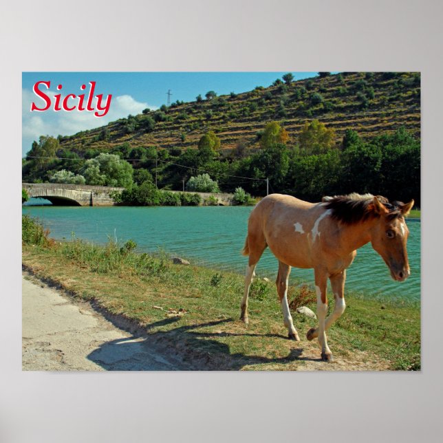Sicily horse poster (Front)