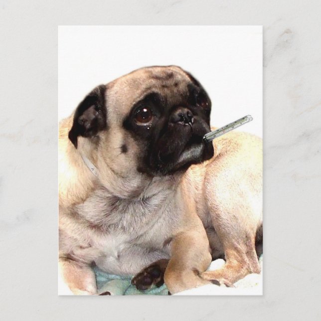 Sick pug with thermometer postcard (Front)