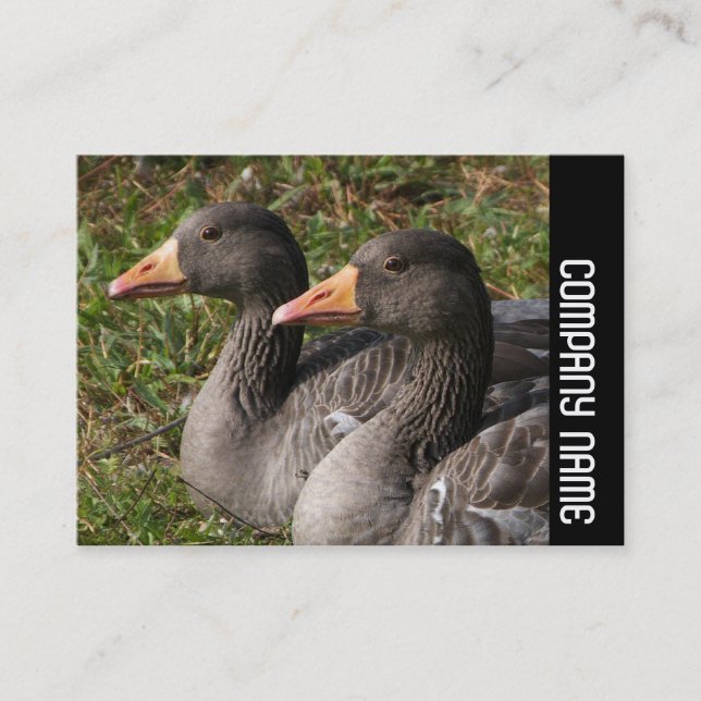 Side Band - Greylag Geese Business Card (Front)