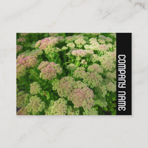 Side Band - Sedum "Autumn Joy" Business Card