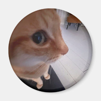 Side eye cat meme magnet