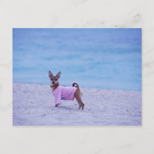 Side profile of a dog standing on the beach, postcard