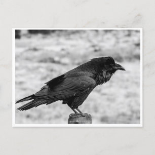 Side view of a Bird, Common Raven in Black & White Postcard