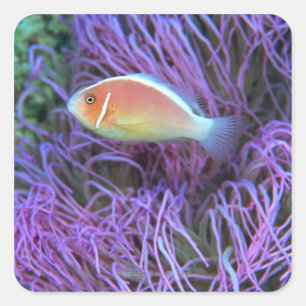 Side view of a pink anemone fish, Okinawa, Japan Square Sticker