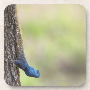 Side view of a Tree Agama (Acanthocerus Coaster