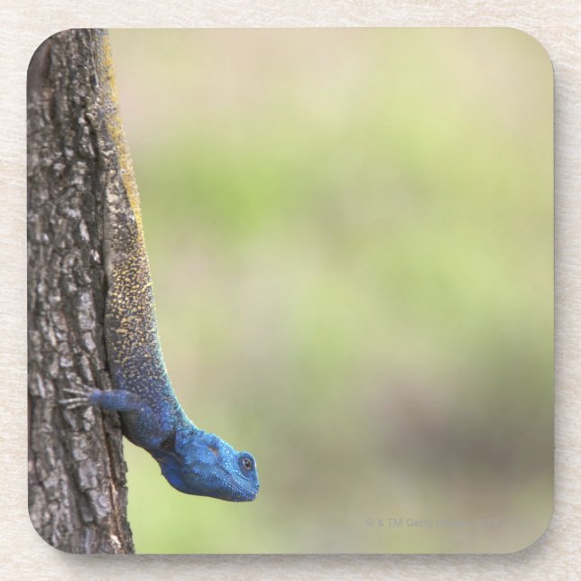 Side view of a Tree Agama (Acanthocerus Coaster (Front)