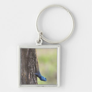 Side view of a Tree Agama (Acanthocerus Key Ring