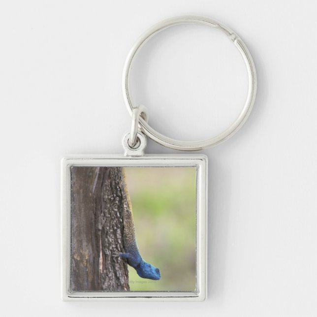 Side view of a Tree Agama (Acanthocerus Key Ring (Front)