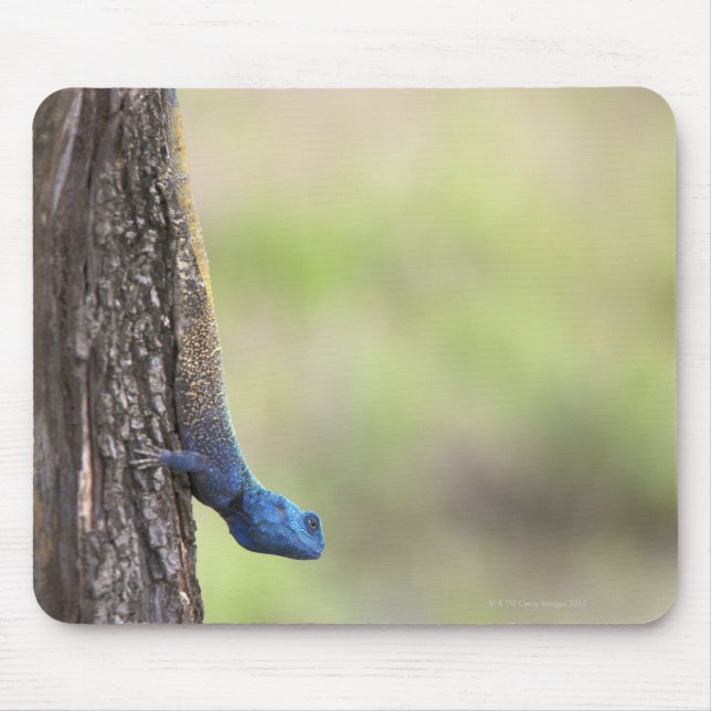 Side view of a Tree Agama (Acanthocerus Mouse Pad (Front)