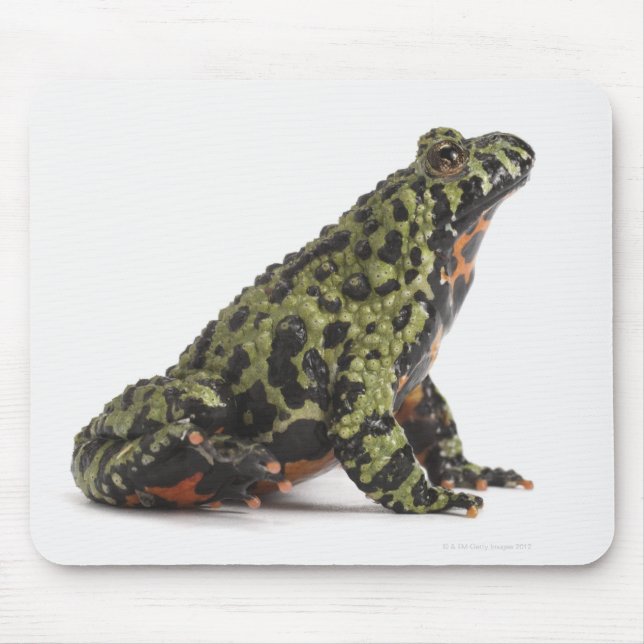 Side View of an Oriental Fire Bellied Toad Mouse Pad (Front)