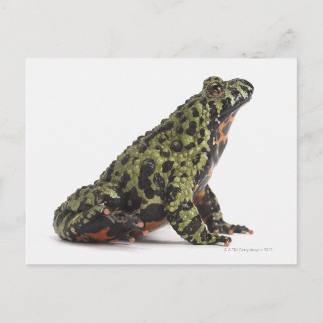 Side View of an Oriental Fire Bellied Toad Postcard (Front)
