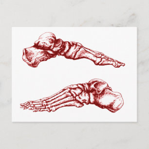 Side view of bones of the feet - light red postcard