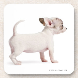 Side view of Chihuahua Puppy (10 weeks old) Coaster