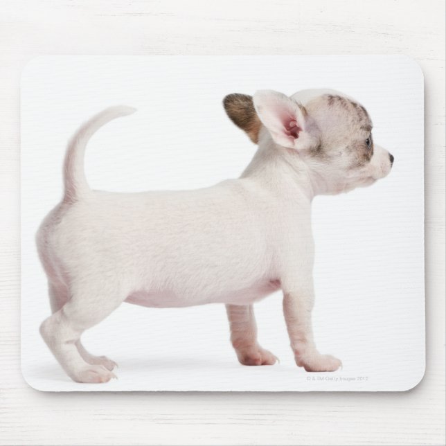Side view of Chihuahua Puppy (10 weeks old) Mouse Pad (Front)