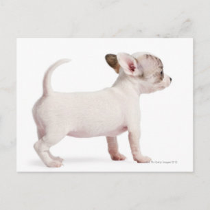 Side view of Chihuahua Puppy (10 weeks old) Postcard