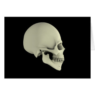 Side View Of Human Skull