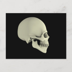 Side View Of Human Skull Postcard