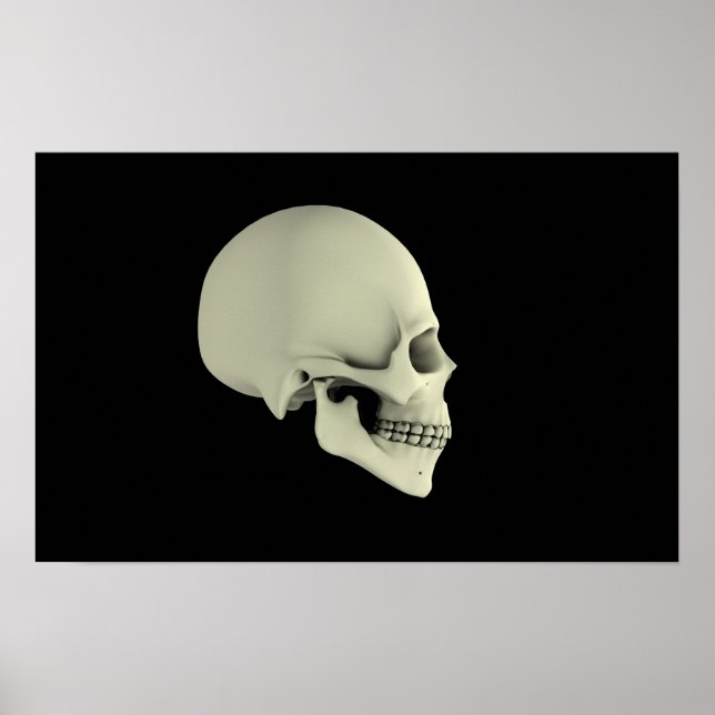 Side View Of Human Skull Poster (Front)