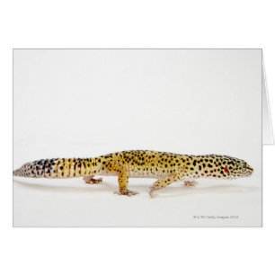 Side view of leopard gecko lizard