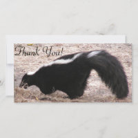 Side View of Skunk Near Rocks And Bedding