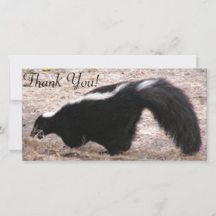 Side View of Skunk Near Rocks And Bedding Thank You Card