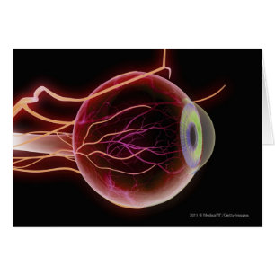 Side view of the blood vessels of the eye