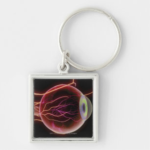 Side view of the blood vessels of the eye key ring