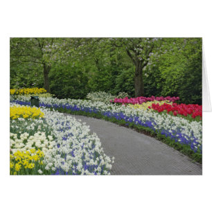 Sidewalk pathway through tulips and daffodils,