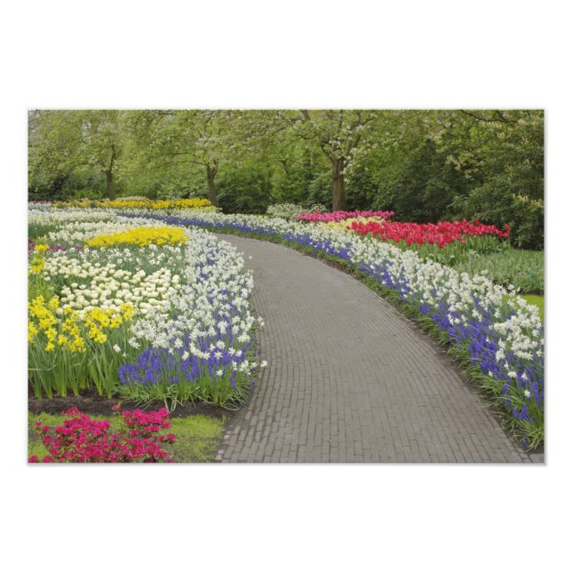 Sidewalk pathway through tulips and daffodils, 2 photo print (Front)