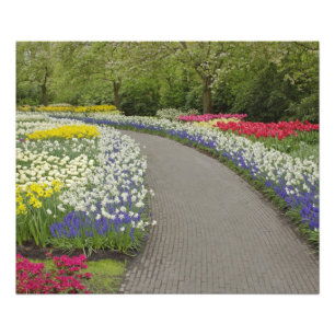 Sidewalk pathway through tulips and daffodils, 2 photo print