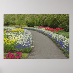 Sidewalk pathway through tulips and daffodils, 2 poster