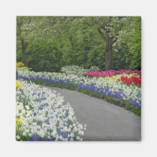 Sidewalk pathway through tulips and daffodils, magnet