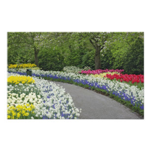 Sidewalk pathway through tulips and daffodils, photo print