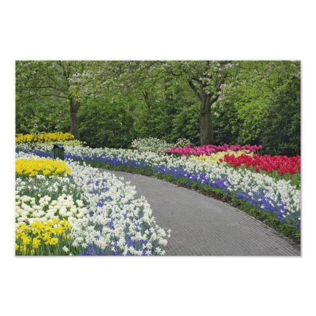 Sidewalk pathway through tulips and daffodils, photo print (Front)