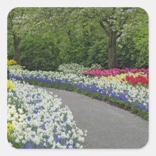 Sidewalk pathway through tulips and daffodils, square sticker