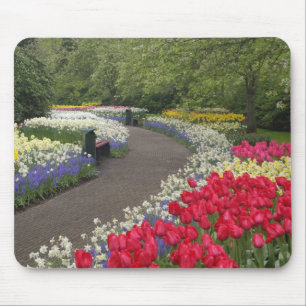 Sidewalk through tulips, daffodils, and mouse pad