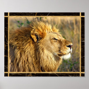 Sideway Lion Photo Image Print Poster