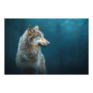 Sideways portrait of a Grey wolf Photo Print
