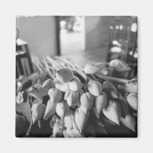 Siem Reap Cambodia, Lotus Flowers Magnet