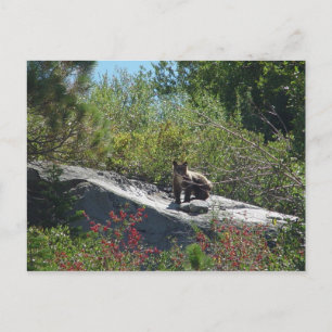 Sierra Bear Cub Postcard