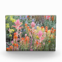 Sierra Buttermilk Wildflowers