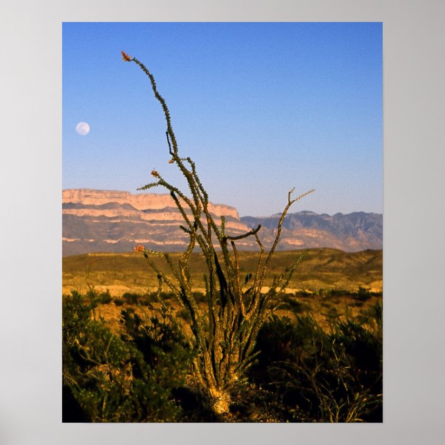 Sierra del Carmen Octillo Poster (Front)