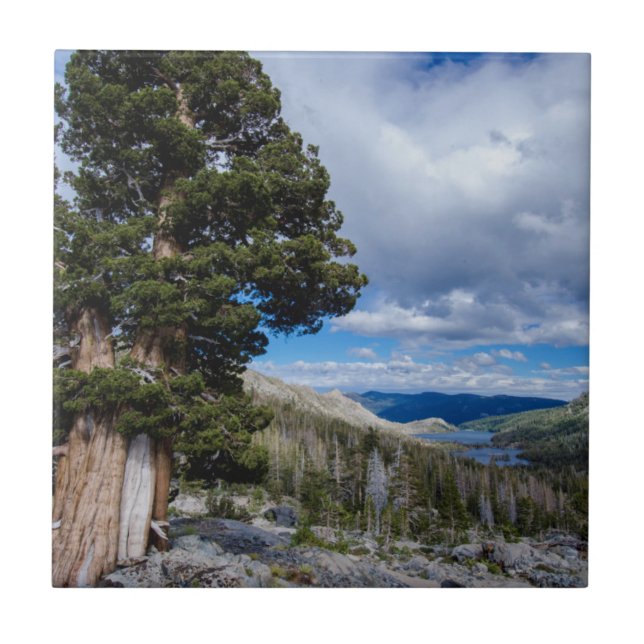 Sierra Juniper and Evergreen Trees 2 Ceramic Tile (Front)