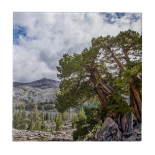 Sierra Juniper and Evergreen Trees Ceramic Tile